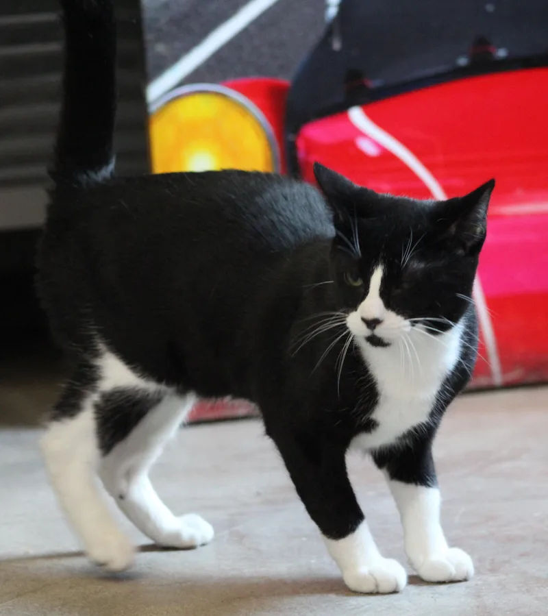 A young medium-sized male Black & White / Tuxedo Domestic Short Hair cat named Jasper for adoption in Temple, TX