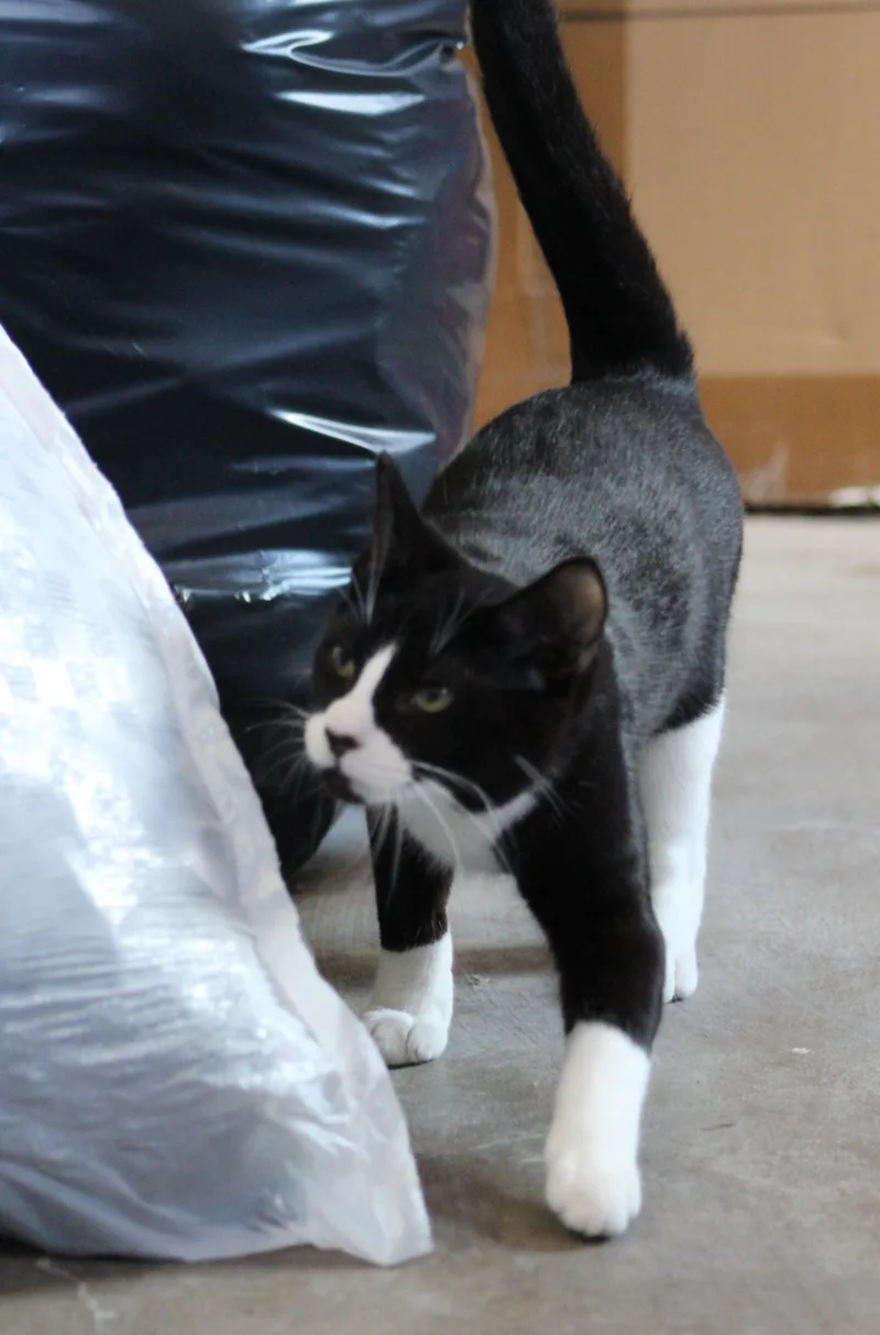 Jasper thumbnail 6