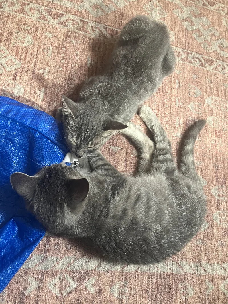 A baby medium-sized male Tabby (Gray / Blue / Silver) Domestic Short Hair cat named Beatrix & Carle for adoption in Brooklyn, NY