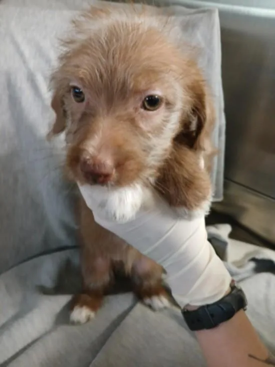 A baby small-sized female Toy Fox Terrier dog named Betty for adoption in Los Angeles, CA