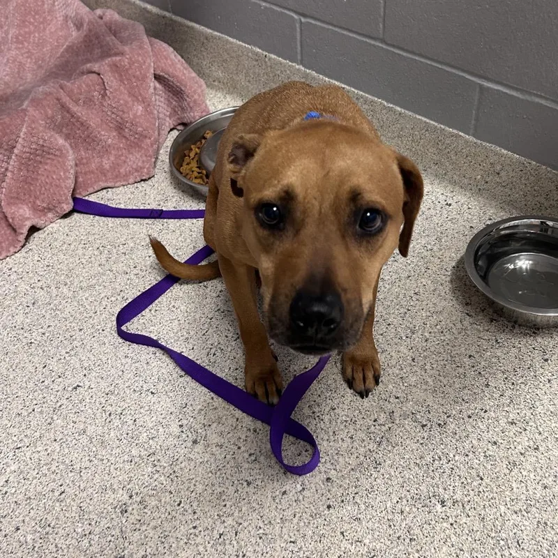 An adult medium-sized male Yellow / Tan / Blond / Fawn Mixed Breed dog named Tres for adoption in Jacksonville, FL