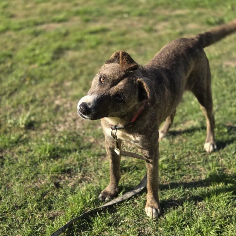 A young medium-sized female Brindle Pit Bull Terrier dog named Jade for adoption in Mansfield, TX