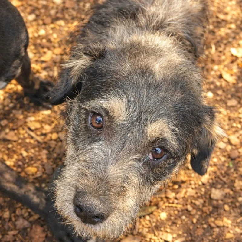 A young medium-sized male Yellow / Tan / Blond / Fawn Terrier dog named Kellan for adoption in Boerne, TX