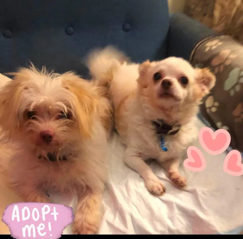 An adult small-sized female Papillon dog named Furby and Mama Fiona for adoption in Encino, CA