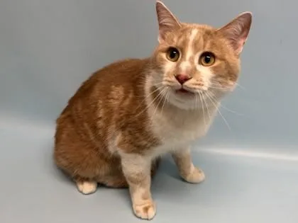 A young small-sized male Domestic Short Hair cat named Guero for adoption in Golden Valley, MN