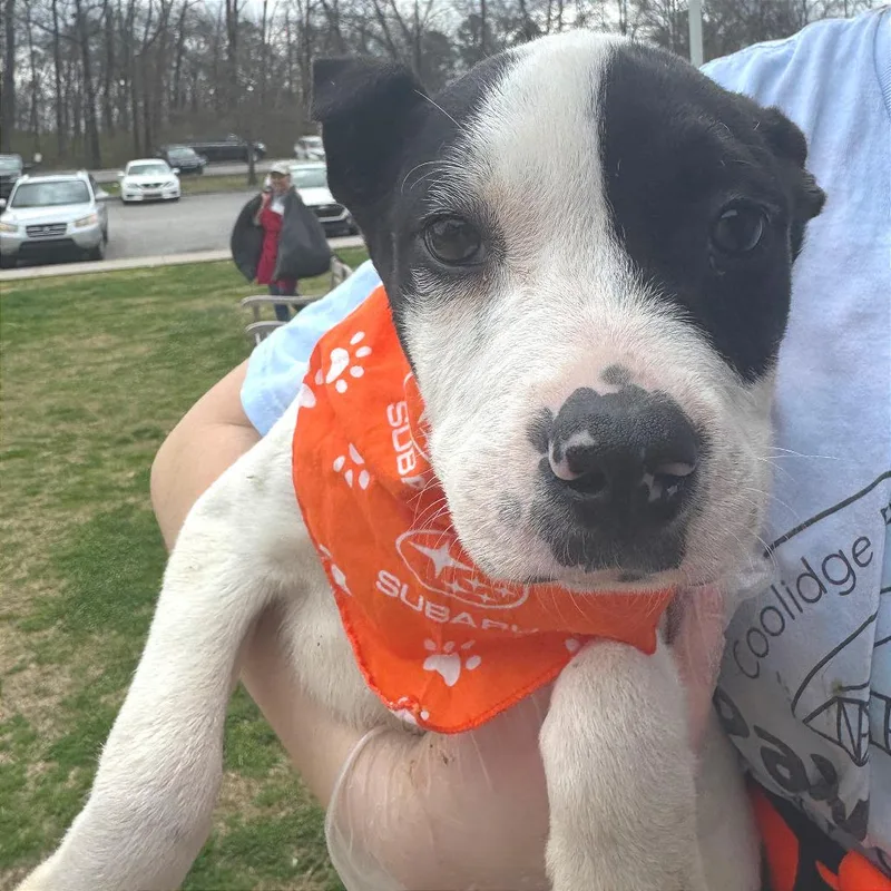 A baby medium-sized male White / Cream Mixed Breed dog named Spotty for adoption in Chattanooga, TN
