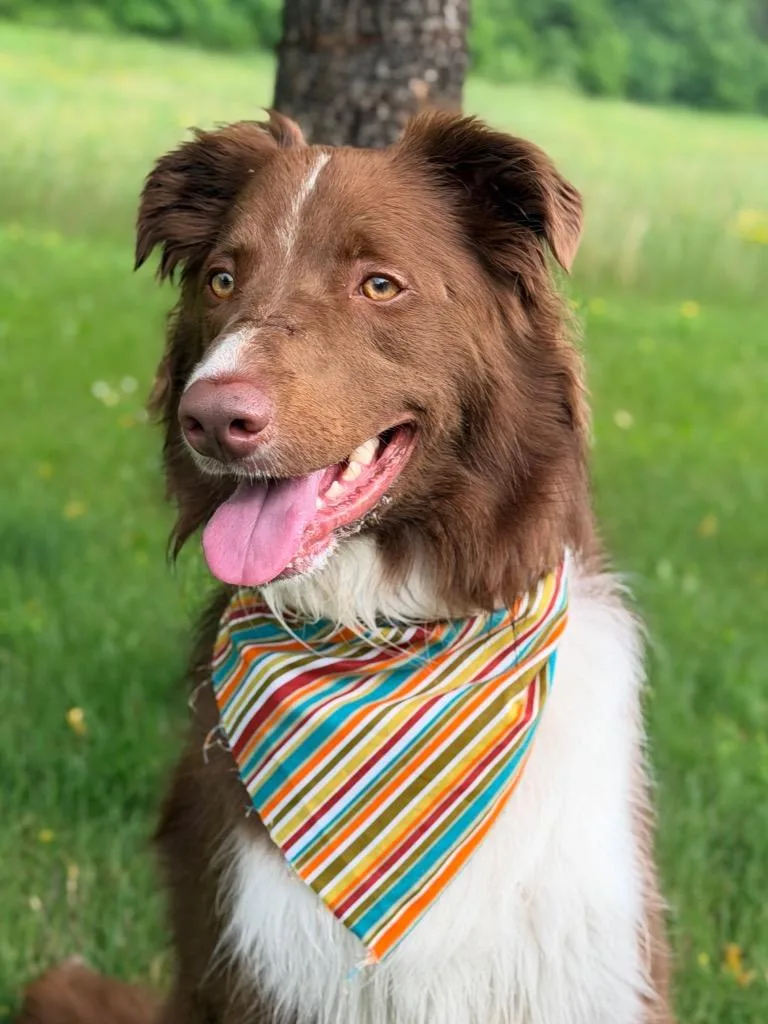 An adult medium-sized male Mixed Breed dog named Chase for adoption in Menomonie, WI