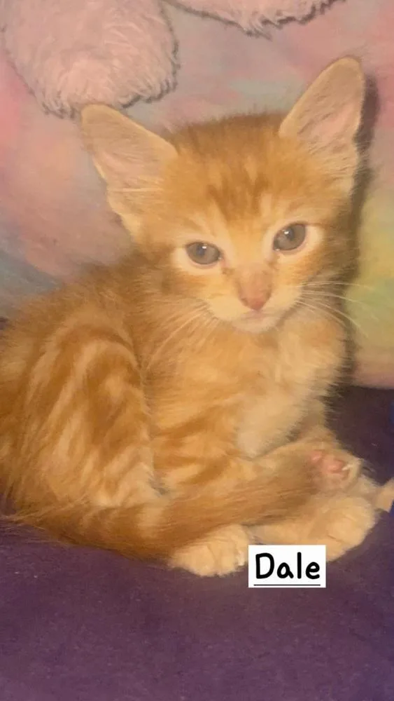 A baby small-sized male Tabby cat named Dale for adoption in Calimesa, CA