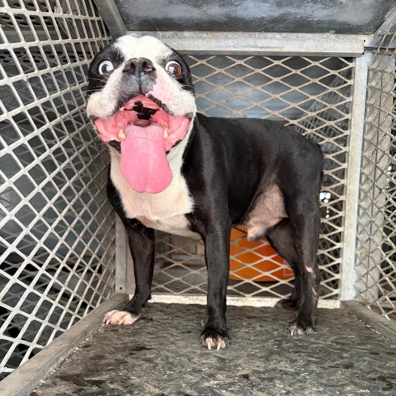 An adult medium-sized male Black Boston Terrier dog named Benny for adoption in Edinburg, TX