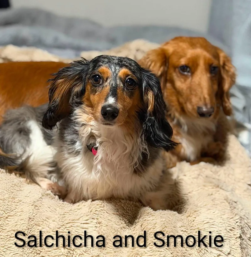 An adult medium-sized male Dachshund dog named Smokie for adoption in Sioux Falls, SD