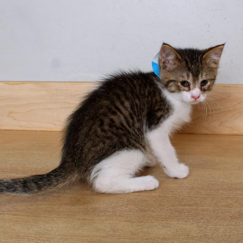 A baby small-sized male Brown / Chocolate Domestic Medium Hair cat named Anvil C for adoption in Minnetonka, MN