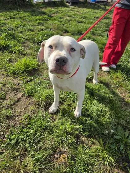 An adult large-sized male Mixed Breed dog named Banner for adoption in Sevierville, TN