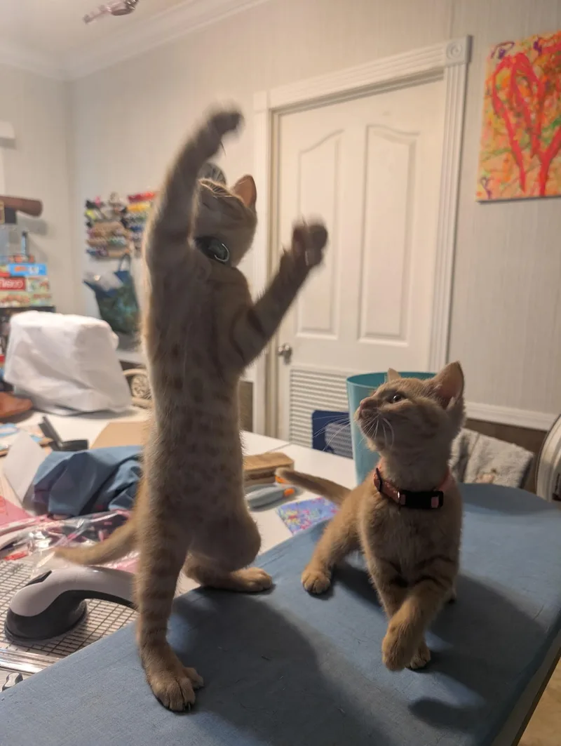 A baby medium-sized male Domestic Short Hair cat named Taz for adoption in Oriental, NC