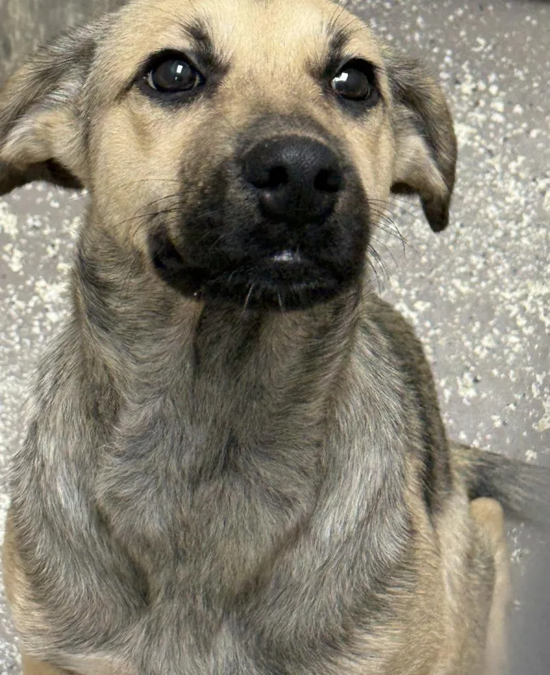 A baby medium-sized male Shepherd dog named Zephyr for adoption in Little Rock, AR