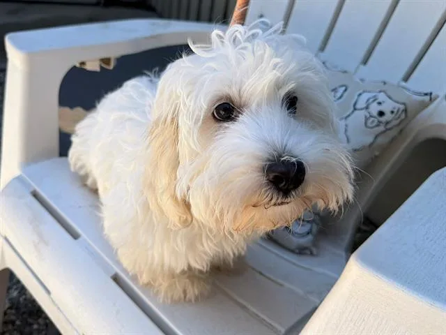 A baby small-sized female Maltese dog named Happy for adoption in Santa Rosa, CA