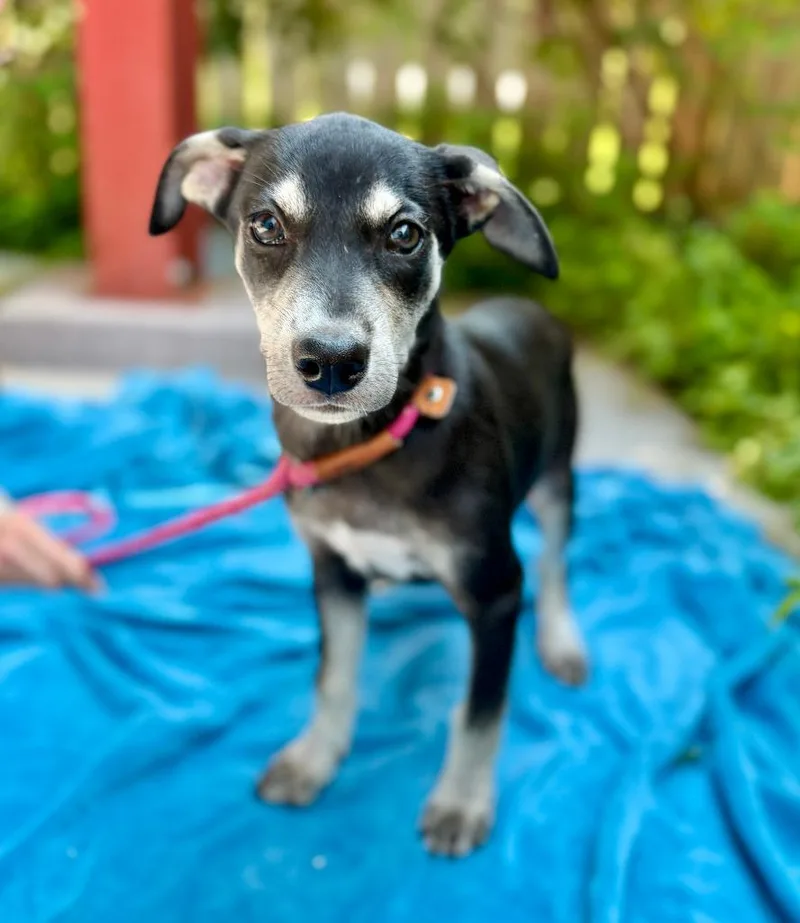 A baby small-sized female Mixed Breed dog named Brandti for adoption in Ellijay, GA
