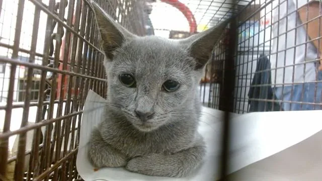 A baby small-sized female Domestic Short Hair cat named Misu for adoption in Miami, FL