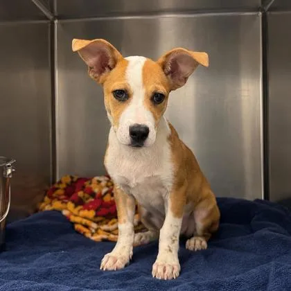 A baby medium-sized male Cardigan Welsh Corgi dog named Rocket for adoption in Morton Grove, IL
