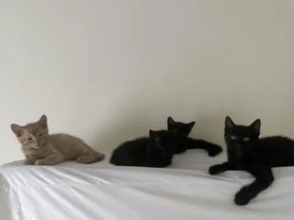A baby small-sized male Black Domestic Short Hair cat named Wizard for adoption in Atlanta, GA