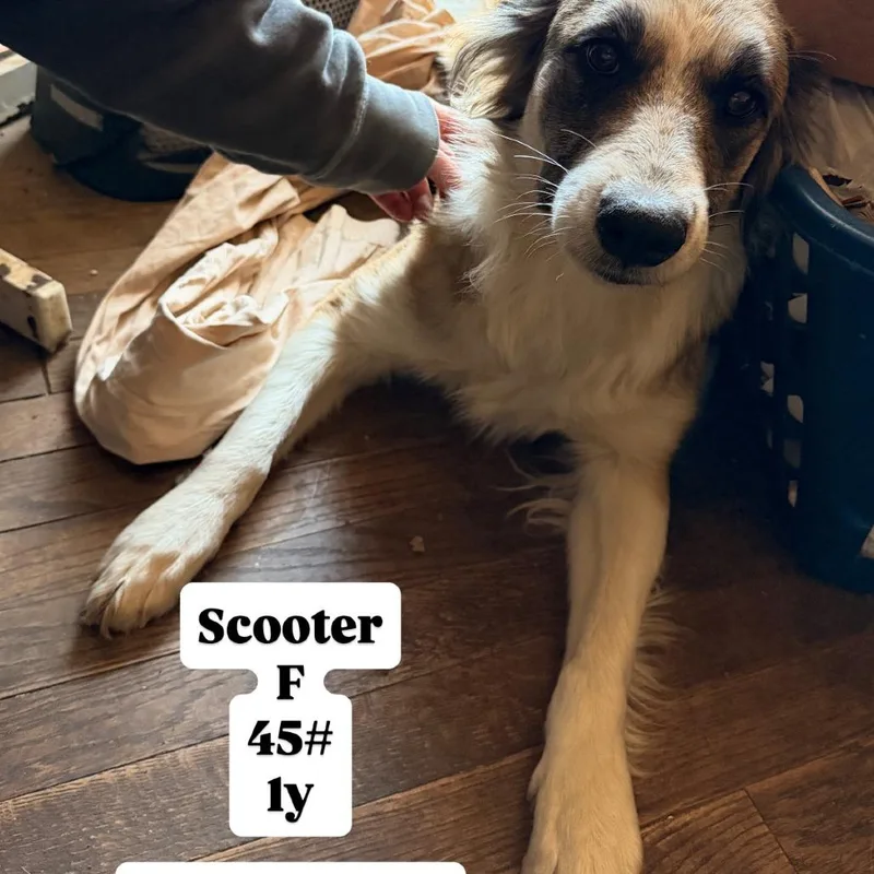 Scooter