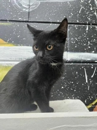 A baby small-sized male Domestic Short Hair cat named Dain Aetos for adoption in Savannah, GA