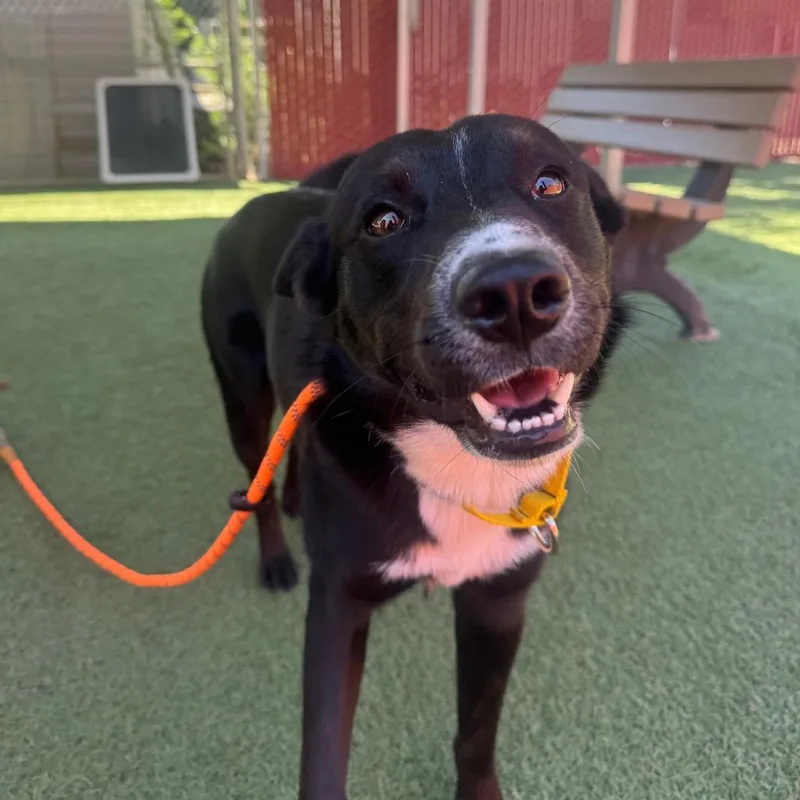 An adult medium-sized male Border Collie dog named Dr. Pepper for adoption in Buellton, CA