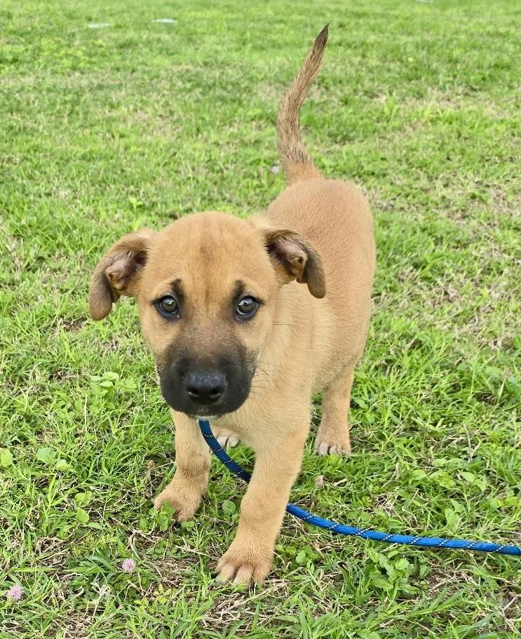 A baby medium-sized male German Shepherd Dog dog named Nemo for adoption in Greeneville , TN