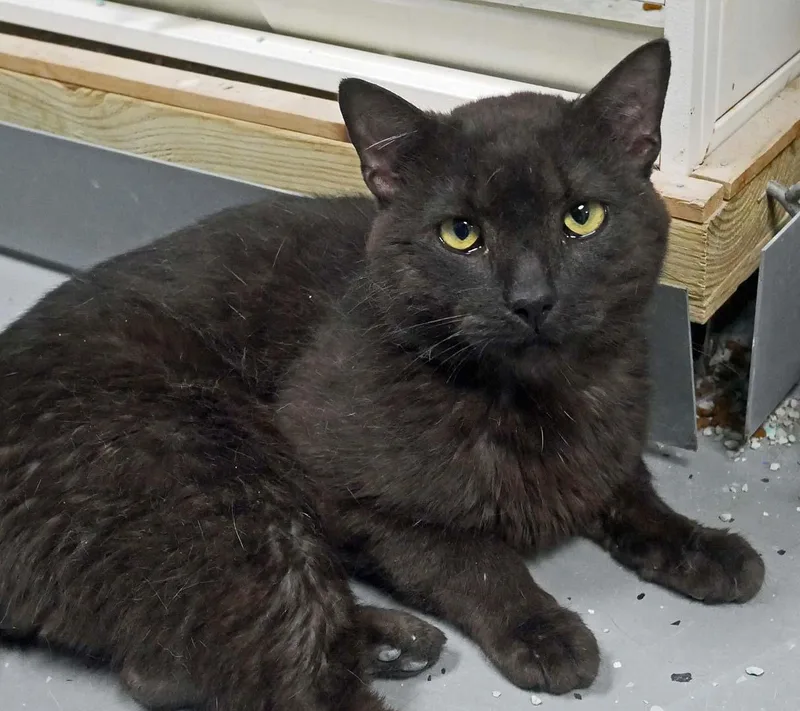 A young small-sized male Brown / Chocolate Siamese cat named Rory for adoption in Bloomingdale, NJ