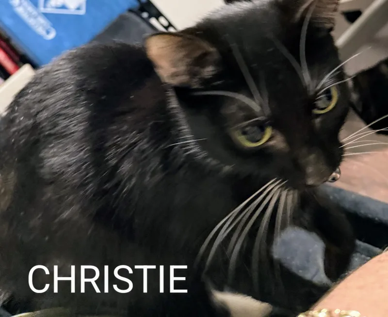 A young medium-sized female Black Domestic Short Hair cat named Christie for adoption in Redondo Beach, CA
