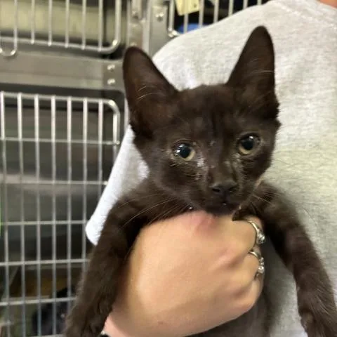 A baby small-sized female Domestic Short Hair cat named Coco for adoption in Pensacola, FL