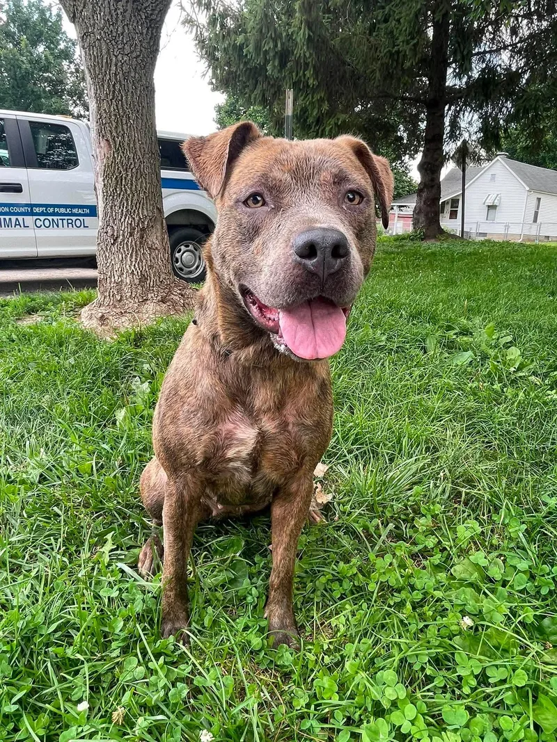 An adult medium-sized female Brindle Pit Bull Terrier dog named Xena for adoption in Springfield, IL