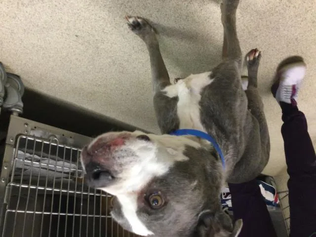 A senior large-sized male Pit Bull Terrier dog named Buford for adoption in Riverside, CA