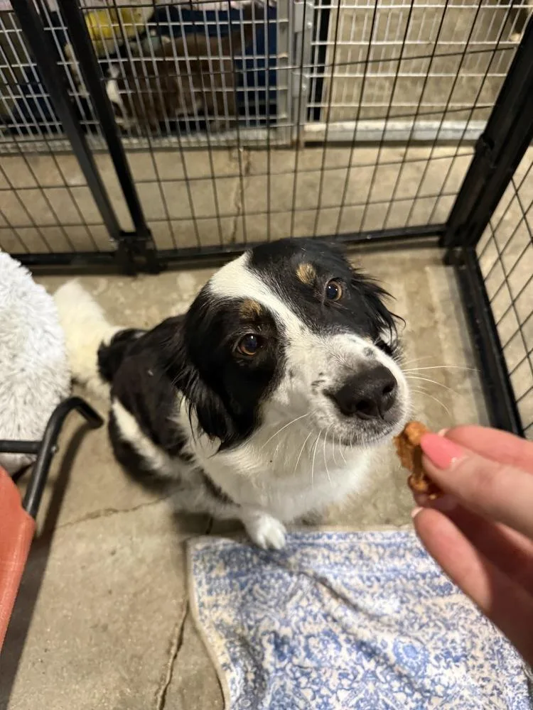 An adult medium-sized female Tricolor (Brown, Black, & White) Border Collie dog named Amaya for adoption in Papillion, NE