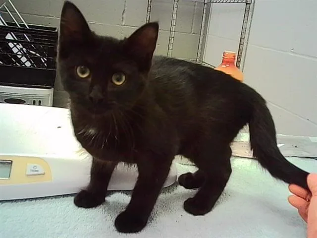 A baby small-sized female Domestic Short Hair cat named Sierra for adoption in Indianapolis, IN