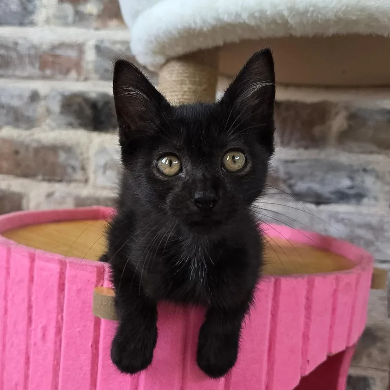 A young medium-sized male Domestic Short Hair cat named Curtis for adoption in New Orleans, LA