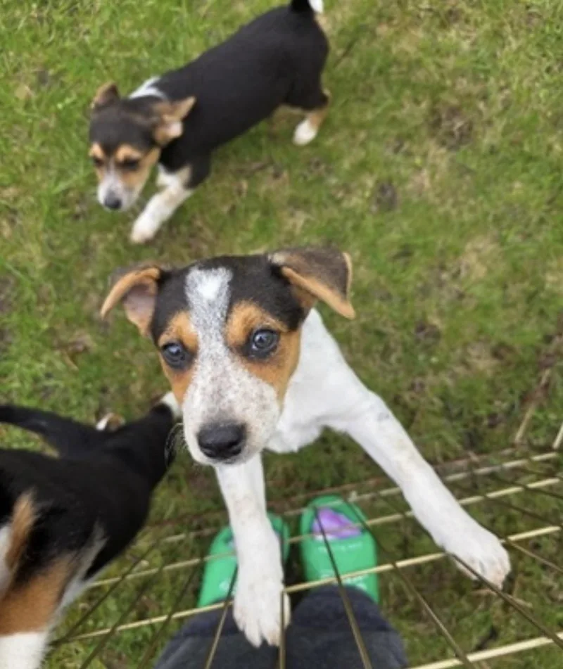 A baby medium-sized male Tricolor (Brown, Black, & White) Beagle dog named Wilbur for adoption in Union Grove, WI