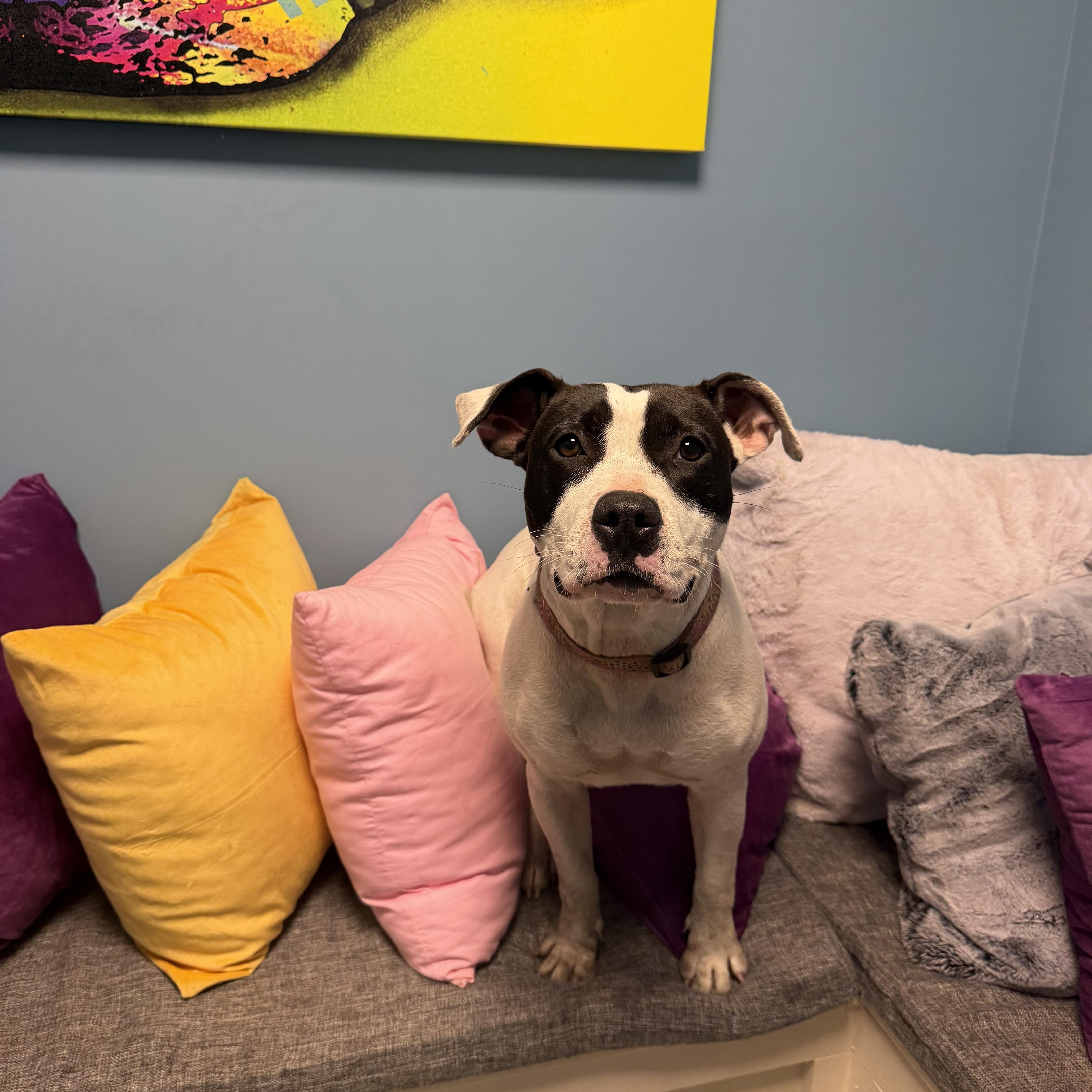 An adult medium-sized female Black American Staffordshire Terrier dog named Willow for adoption in Cumberland, RI