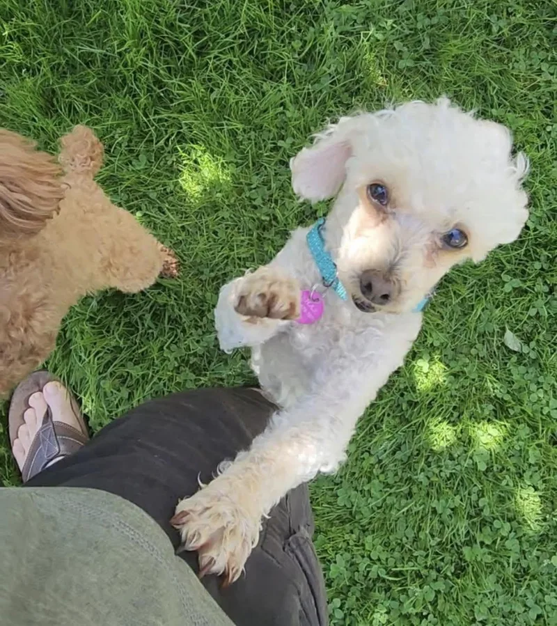 An adult small-sized female Red / Chestnut / Orange Miniature Poodle dog named Sugar for adoption in Vermilion, OH