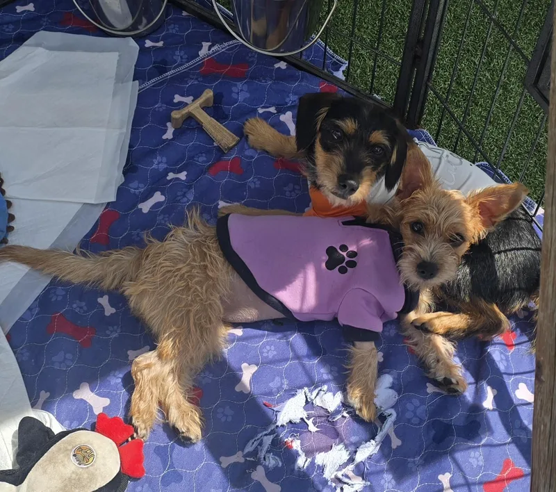 A young small-sized male Bicolor Cairn Terrier dog named Ranger for adoption in Stockton, CA