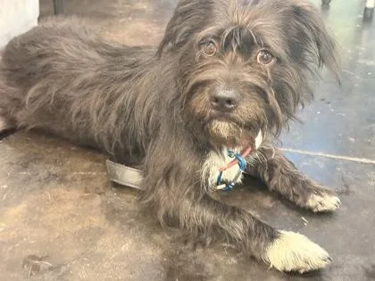 A young small-sized female Mixed Breed dog named Panda for adoption in Memphis, TN