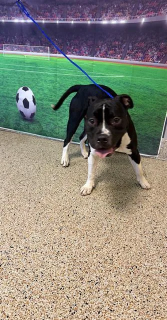 A young large-sized male American Bulldog dog named Johan for adoption in Miami, FL