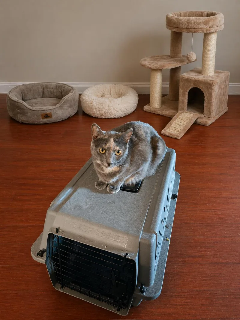 A young medium-sized female Domestic Short Hair cat named Maggie for adoption in Antioch, CA
