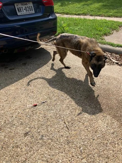 An adult medium-sized female Belgian Shepherd / Malinois dog named Harley for adoption in Dallas, TX