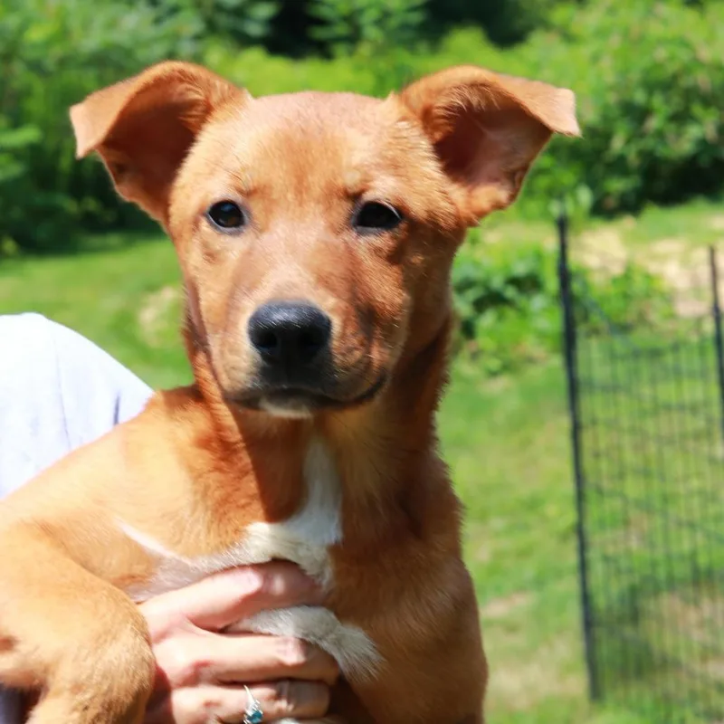 A baby large-sized female Black Shepherd dog named CT Jacey for adoption in Eastford, CT