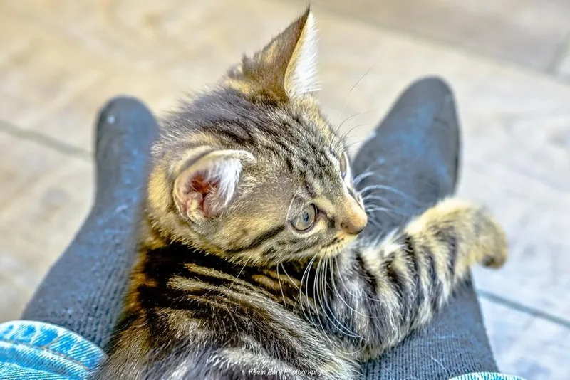 Tinker