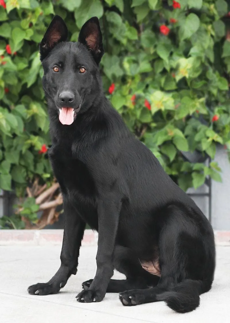 A young large-sized female Black German Shepherd Dog dog named Raven von Rehna for adoption in Los Angeles, CA