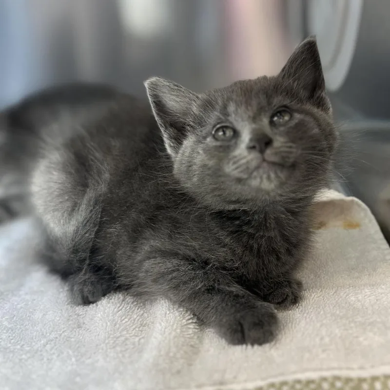 A baby small-sized female Gray / Blue / Silver Domestic Short Hair cat named Julien Baker for adoption in Washington Township, OH
