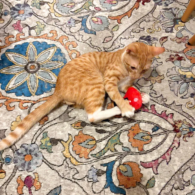 An adult medium-sized male Orange & White Domestic Short Hair cat named Xtreme Lime for adoption in Brooklyn, NY