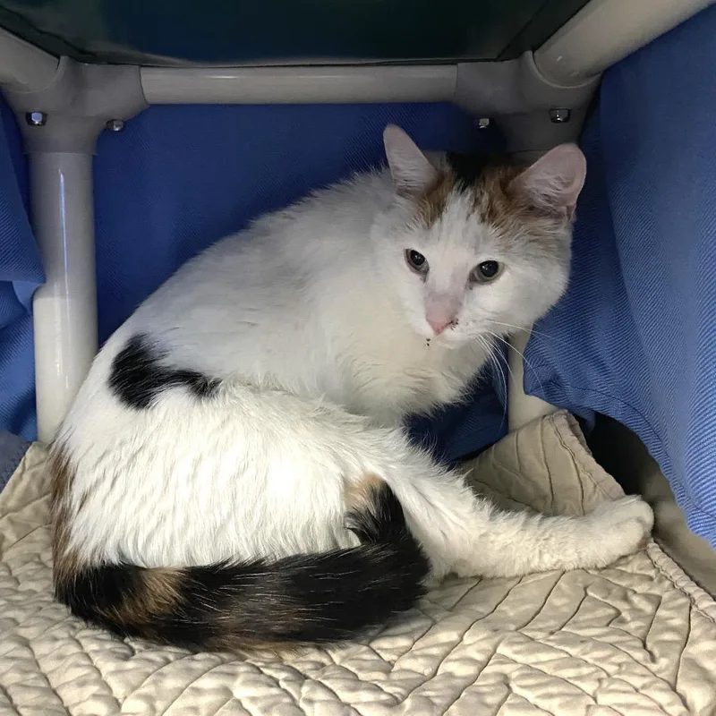 An adult medium-sized female Calico Domestic Short Hair cat named Coral for adoption in Grand Rapids, MI