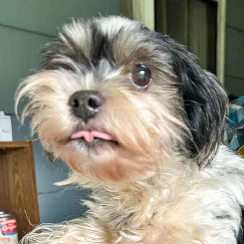 An adult small-sized female Tricolor (Brown, Black, & White) Yorkshire Terrier dog named Ivy for adoption in Albany, NY
